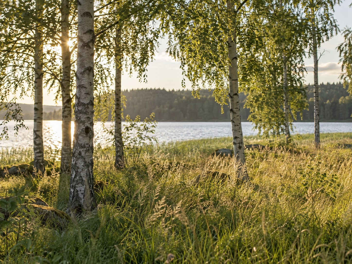 Birken und Wald im Abendlicht
